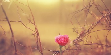 爱越执着越忍受折磨出自哪首歌？