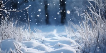 对雪的贪恋和执着究竟是哪首歌？
