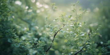 远方吹来风轻轻究竟是什么歌？