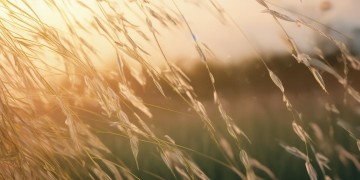 柳叶飞满了天是哪首歌的歌词？