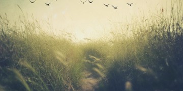 向前走没了翅膀究竟是哪首歌？