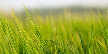 稻米稻米是哪首英文歌呢？
