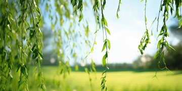 夏天你是遮杨柳出自哪首歌？