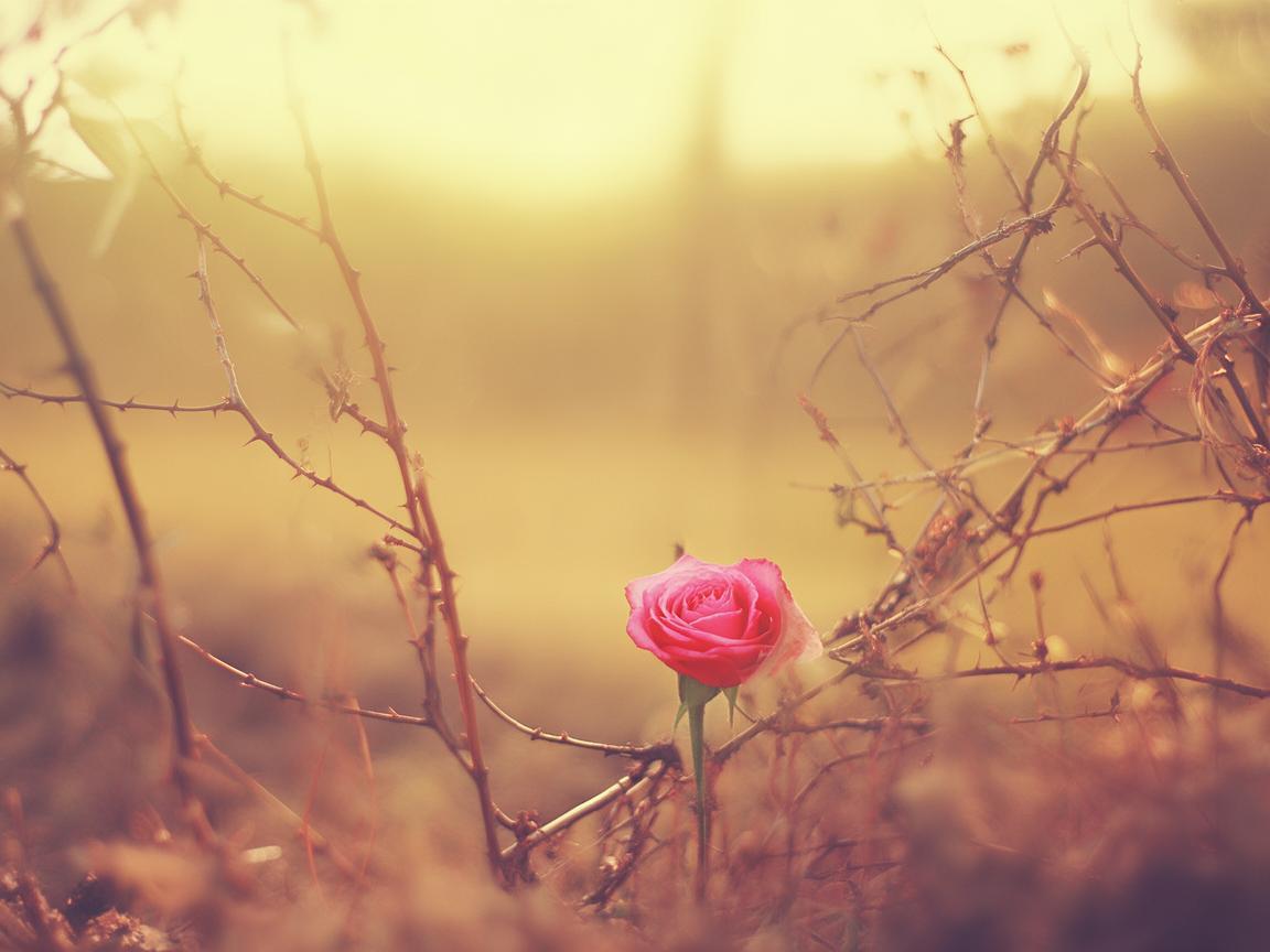 爱越执着越忍受折磨出自哪首歌？